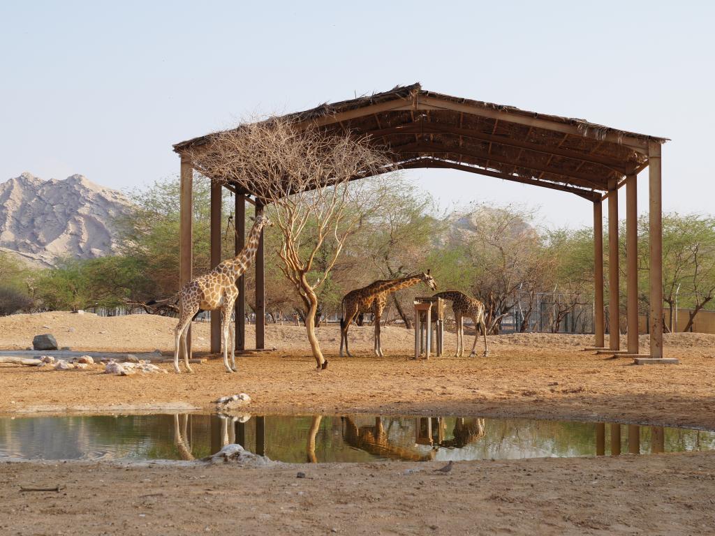 Giraffen
