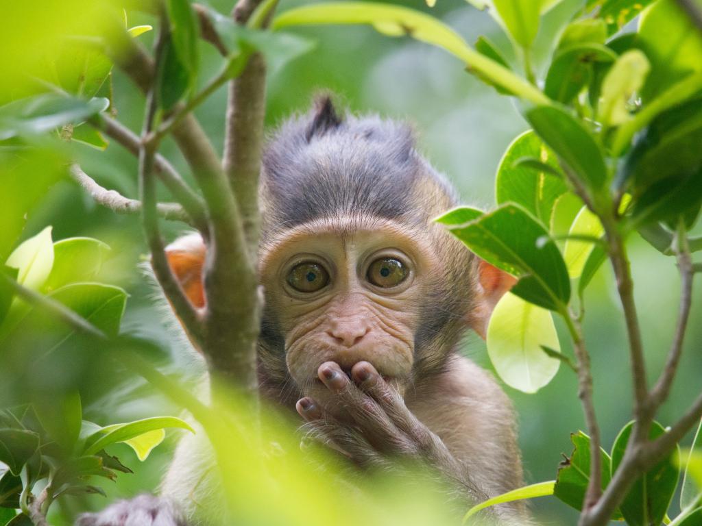 Ein kleiner Affe im Monkey Jungle
