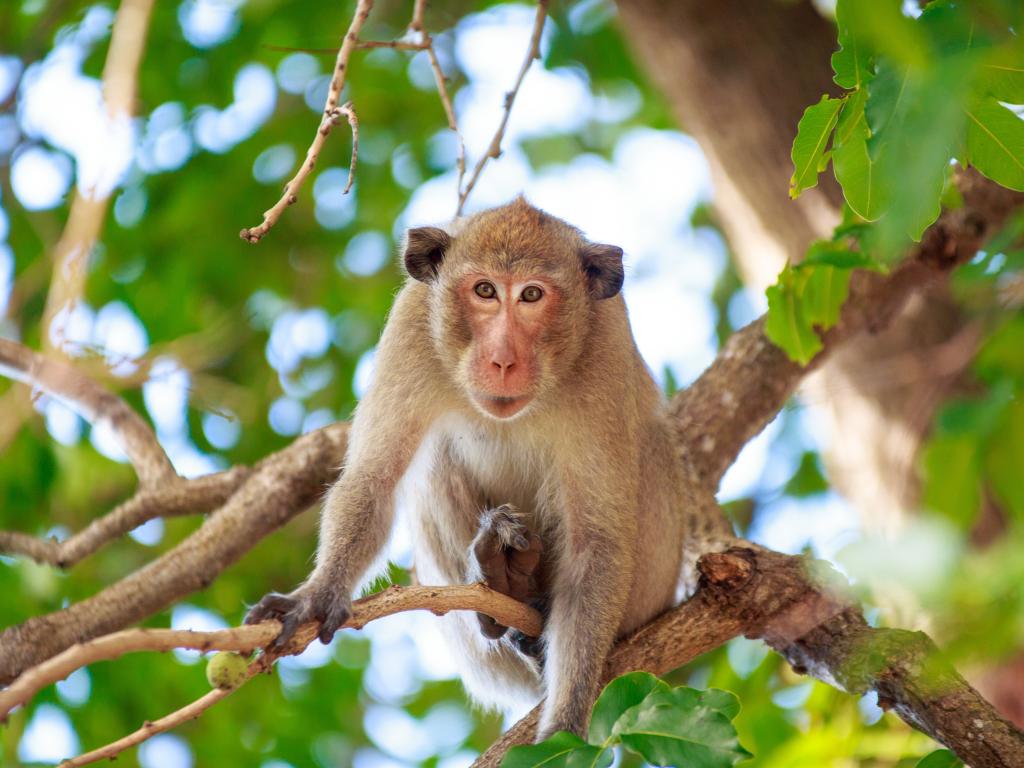 Miami Monkey Jungle