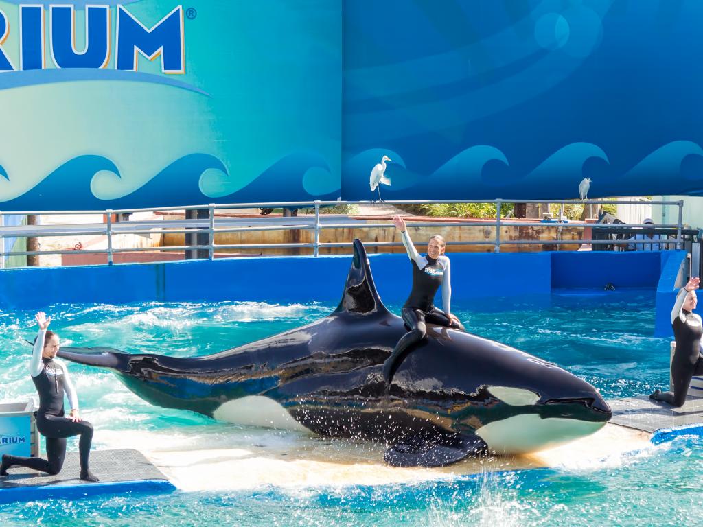 Ein Orca im Miami Seaquarium