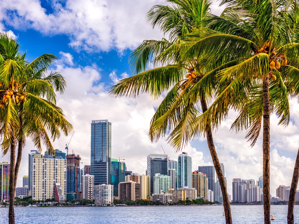 Miami Skyline mit Palmen