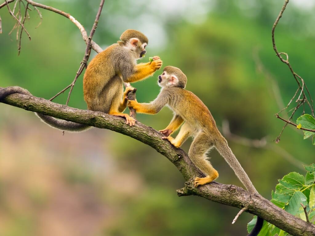monkey-jungle Monkey Jungle