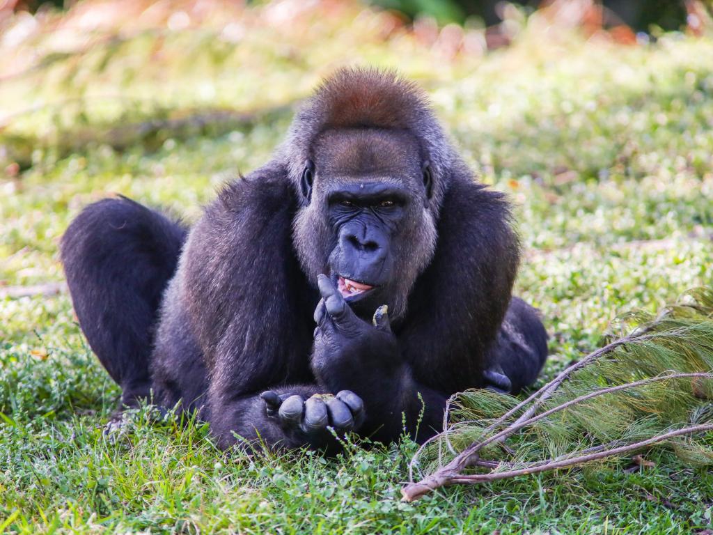 Ein Gorilla im Monkey Jungle
