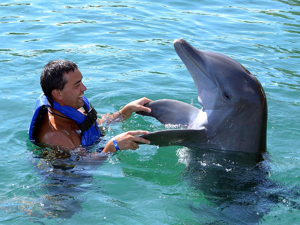 Atlantis Dubai Delfin schwimmen