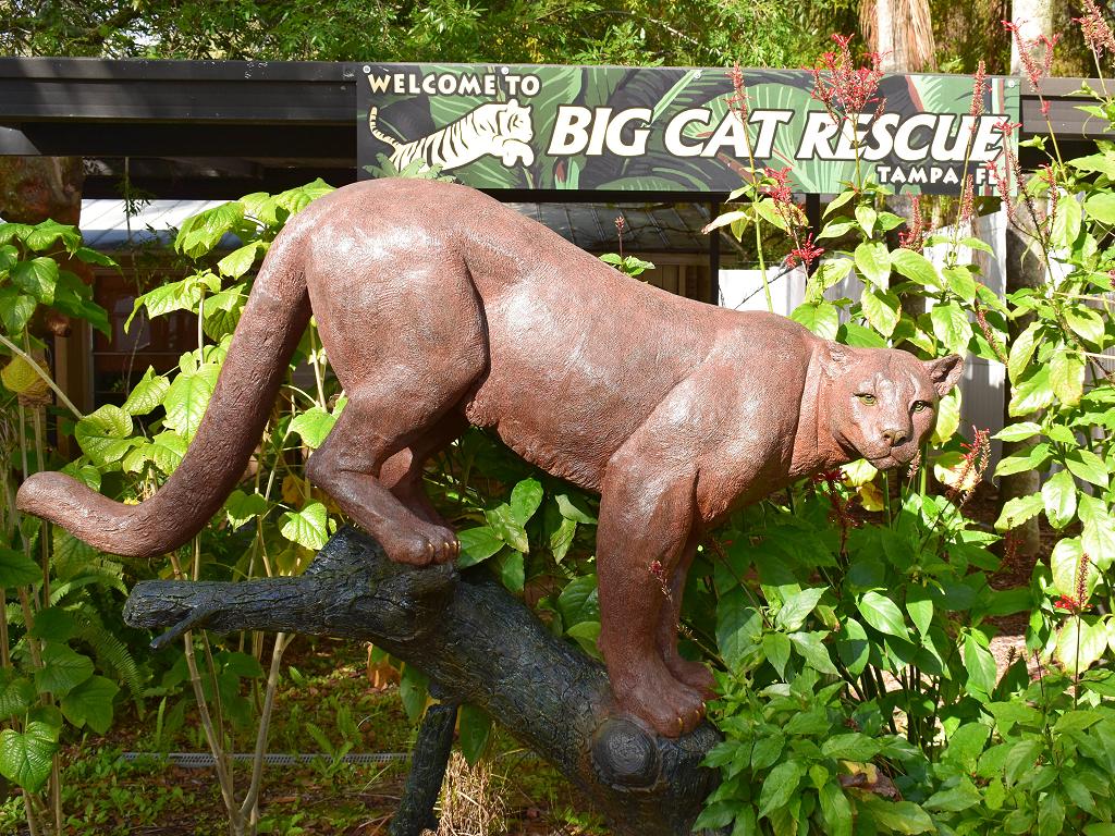 Big Cat Rescue