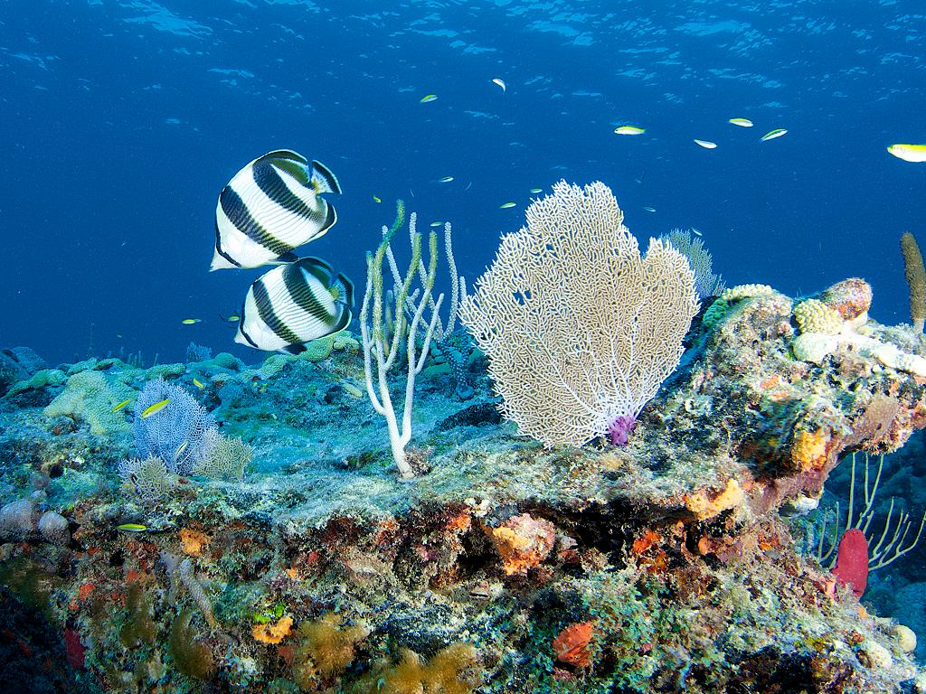 Fische und Korallen