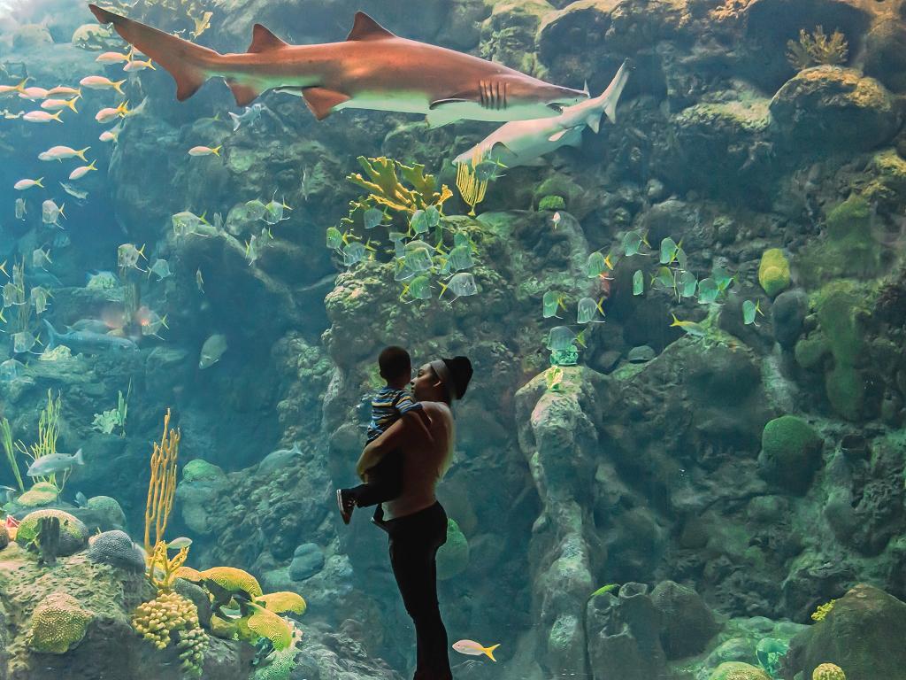 Haie im Florida Aquarium
