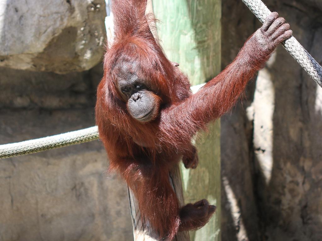 Ein Orang Utan