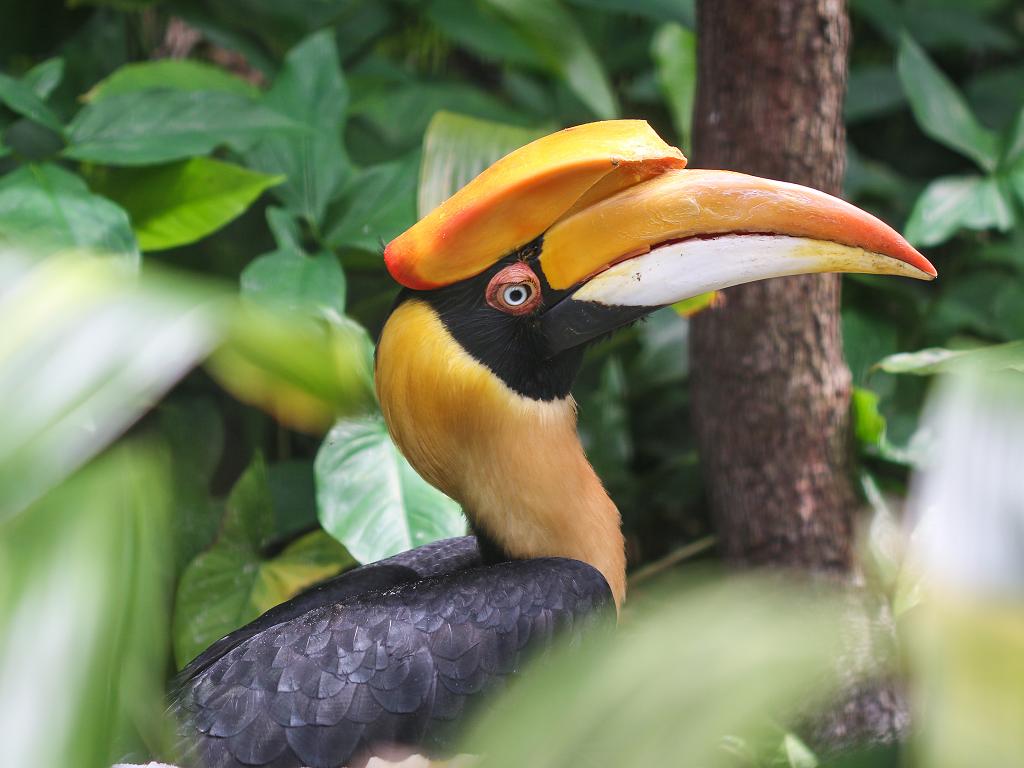 Ein wunderschöner Vogel