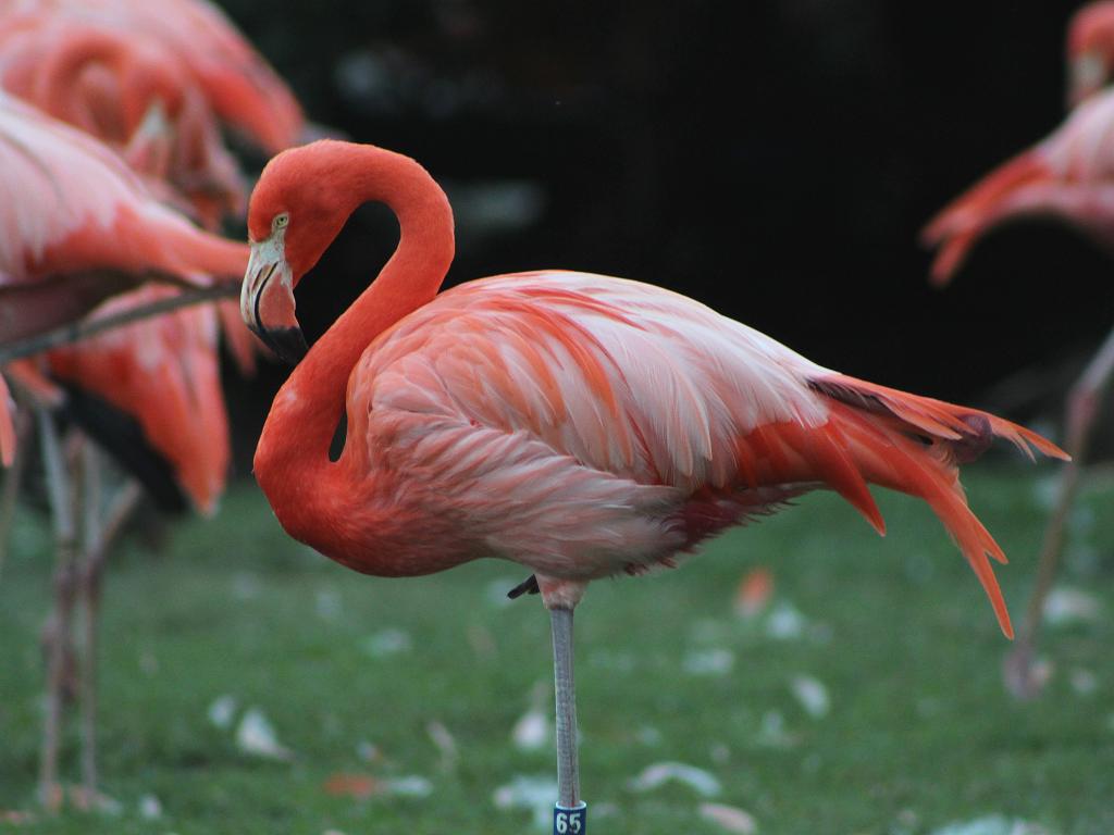 Ein Flamingo im Park