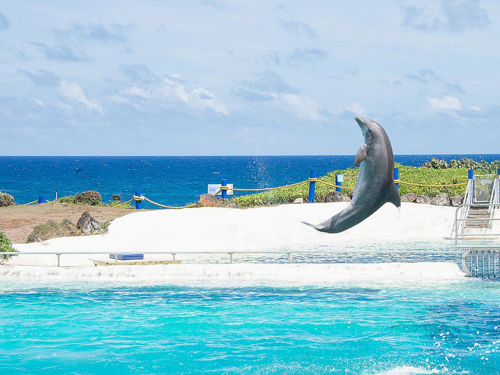 Sea Life Park Delfin