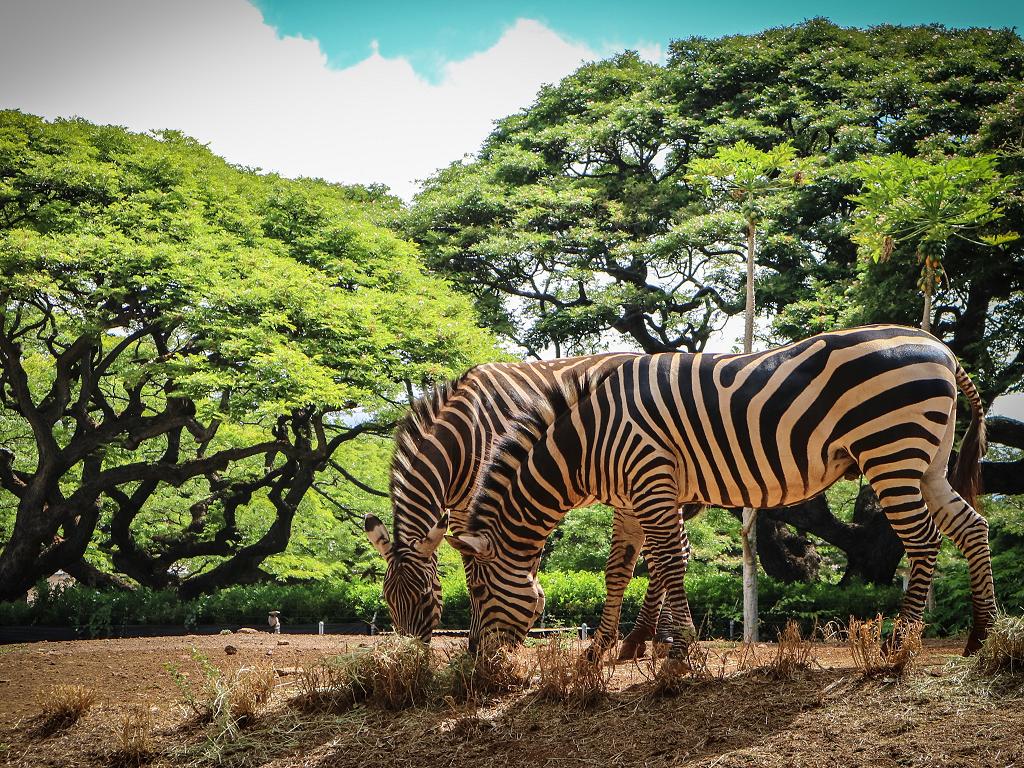Zebras im Honolulu Zoo