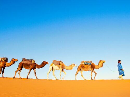 Kamele im Emirat Ras al Khaimah