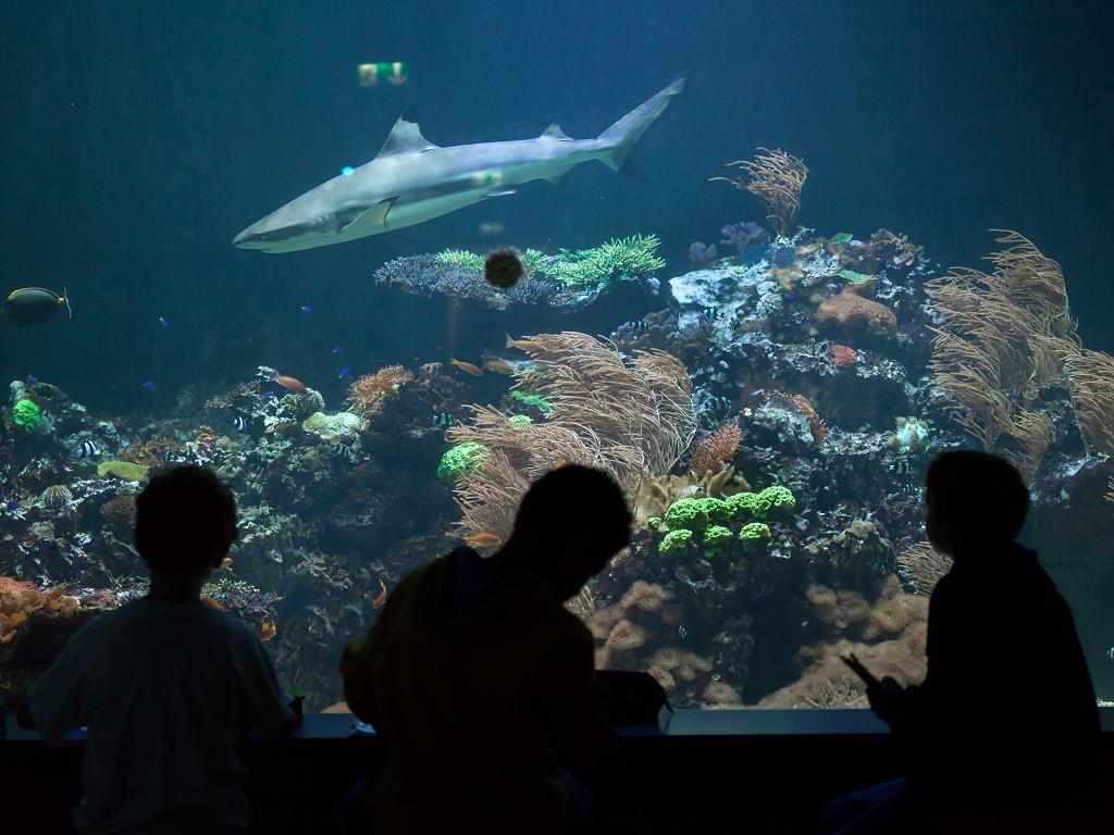 Aquarium mit einem Hai