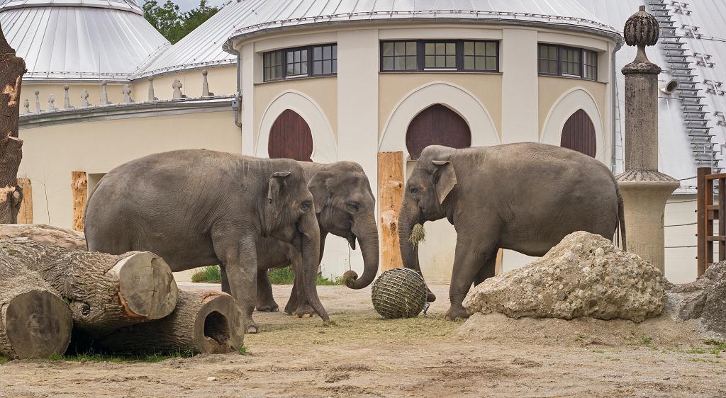 Es gibt auch Elefanten im Tierpark 