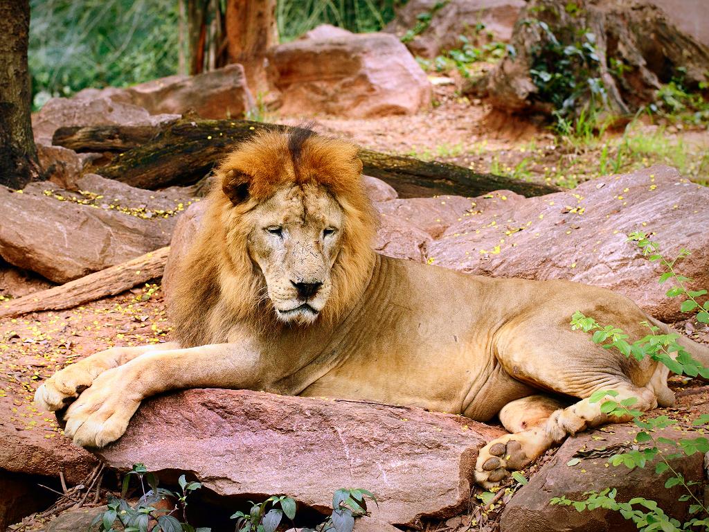 Lion Habitat im MGM Grand