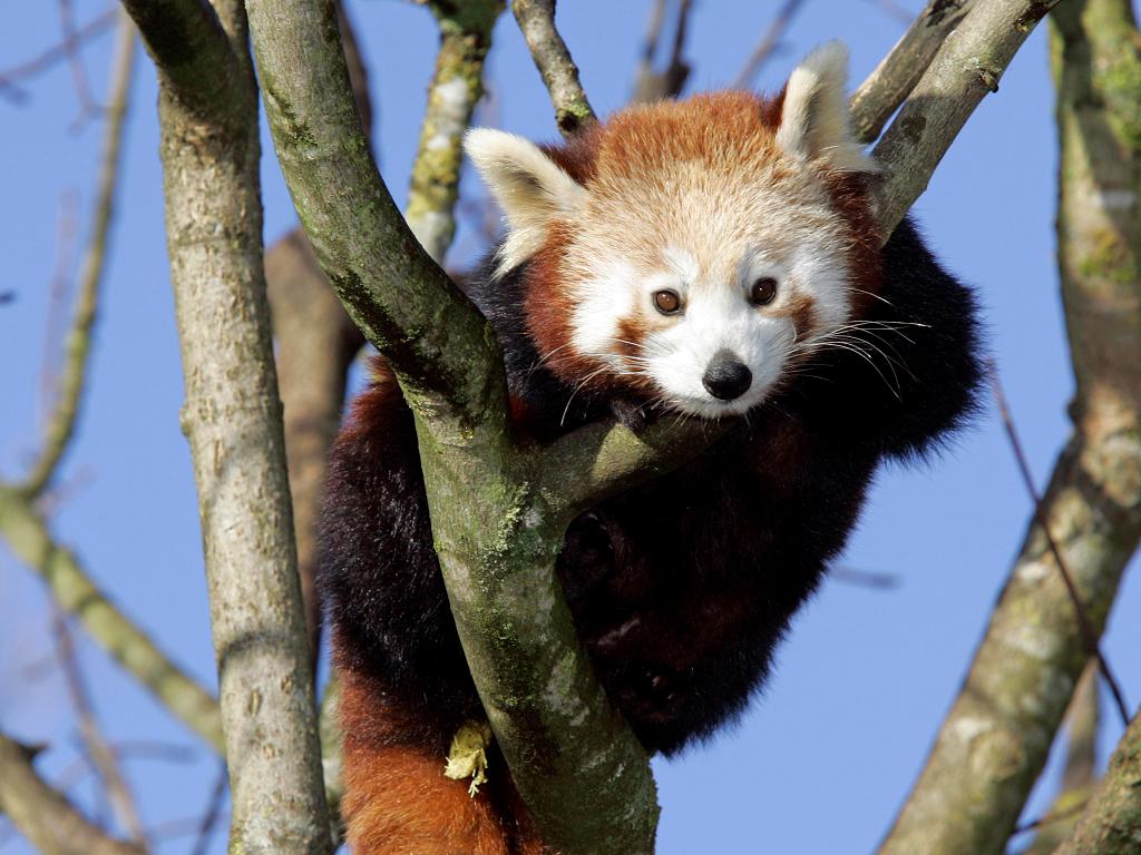 Roter Panda