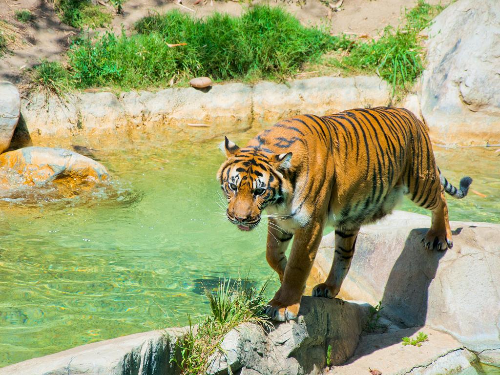 Ein Tiger im Los Angeles Zoo