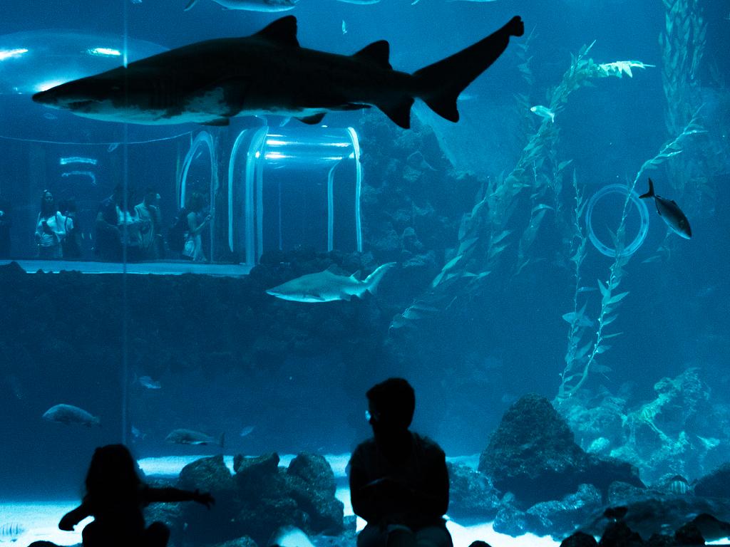 Ein Hai im Aquarium