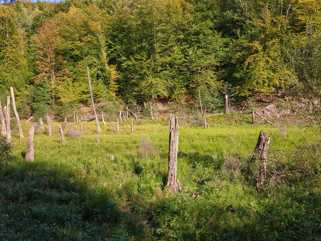 Saar Urwald