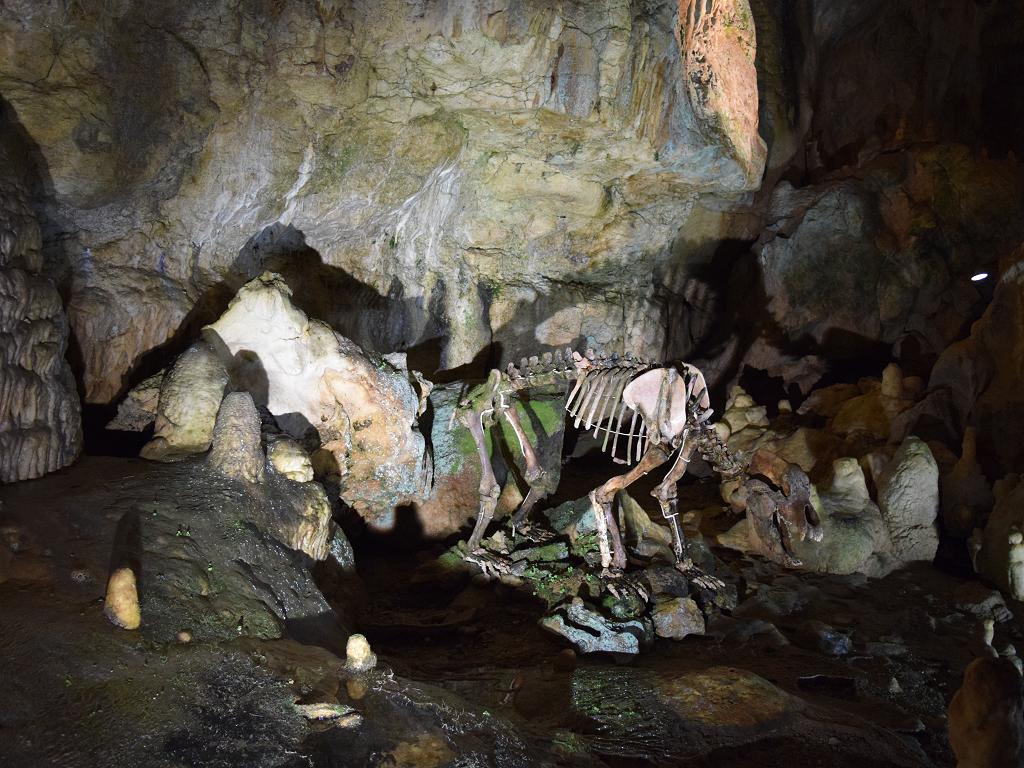 Ein Skelett in der Bärenhöhle