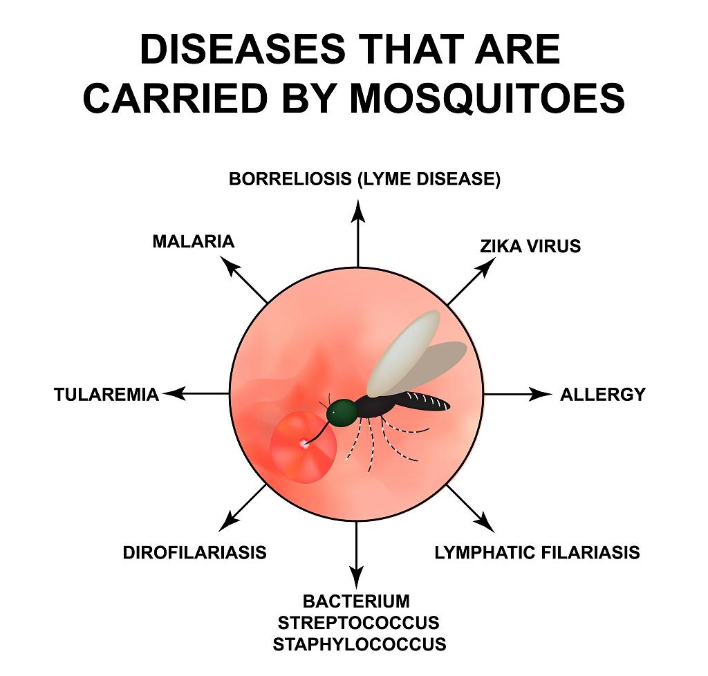 Krankheiten durch Mücken