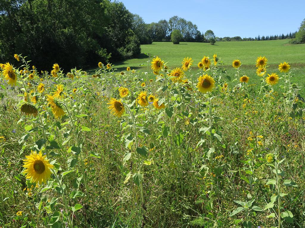 Tolle Natur in der Umgebung