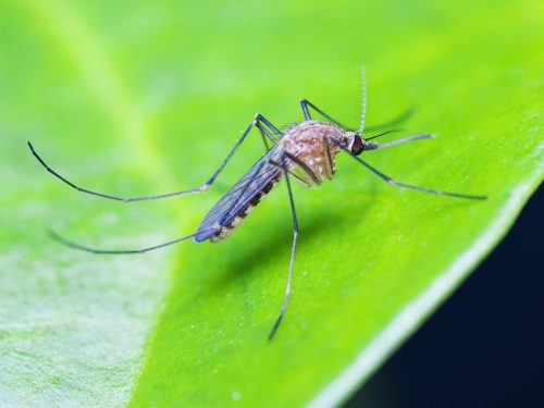 Malaysia Mücken